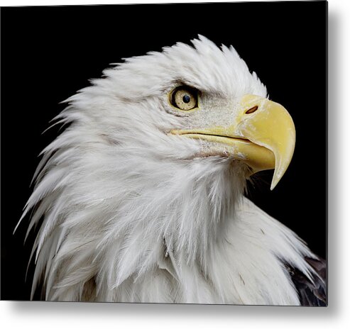 Animal Metal Print featuring the photograph American Bald Eagle #2 by Ernest Echols