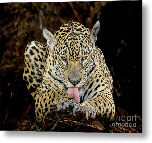 Brazil Metal Print featuring the photograph Jaguar #2 by Patrick Nowotny