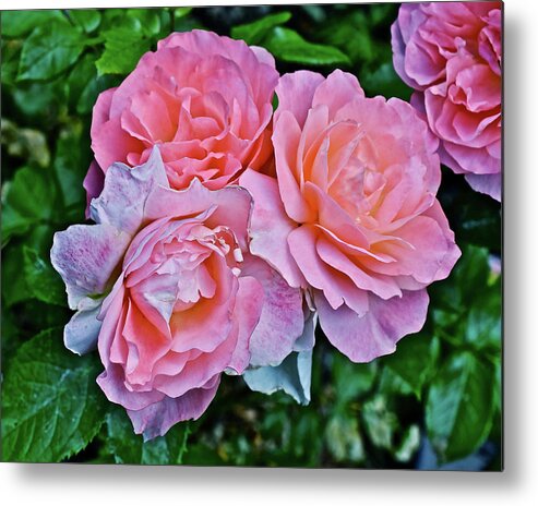 Roses Metal Print featuring the photograph 2020 Mid June Garden Coral Roses 1 by Janis Senungetuk