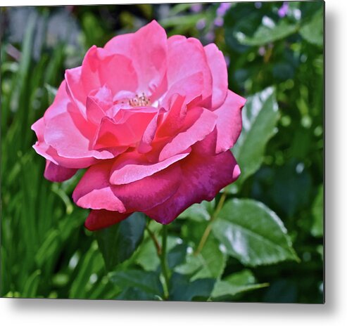 Rose Metal Print featuring the photograph 2020 Mid June Garden Rose by Janis Senungetuk
