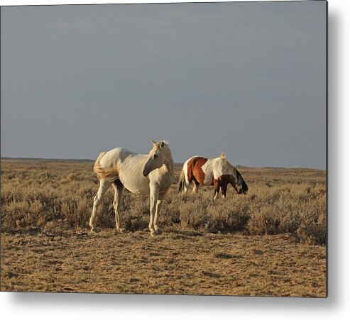 Mustangs Metal Print featuring the photograph 2021 Golden Hours Horse by Jean Clark