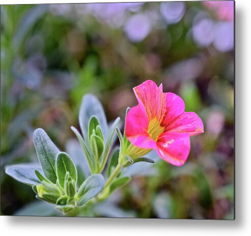 Flowers Metal Print featuring the photograph 2021 Tropical Sunrise Breeze by Janis Senungetuk