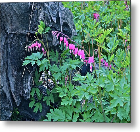 Spring Flowers Metal Print featuring the photograph 2021Late April Bleeding Hearts 1 by Janis Senungetuk