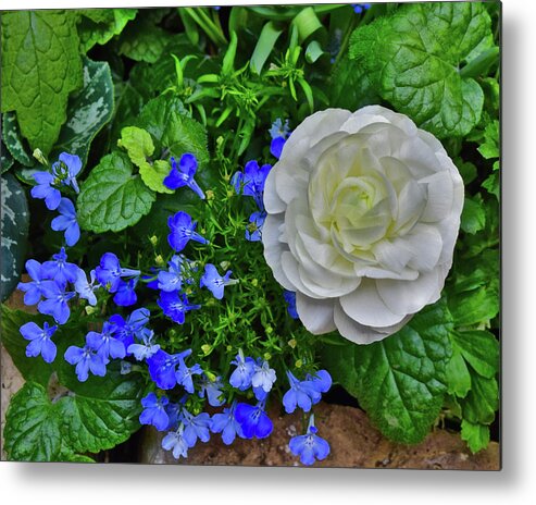 Spring Flowers Metal Print featuring the photograph 2023 Spring Show Buttercup and Lobelia by Janis Senungetuk
