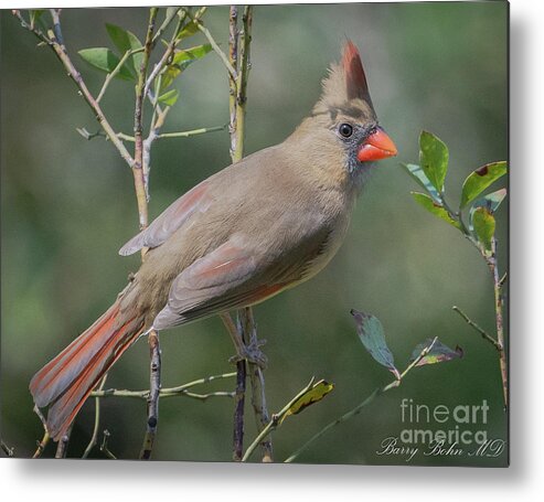 Nature Metal Print featuring the photograph Female cardinal #3 by Barry Bohn