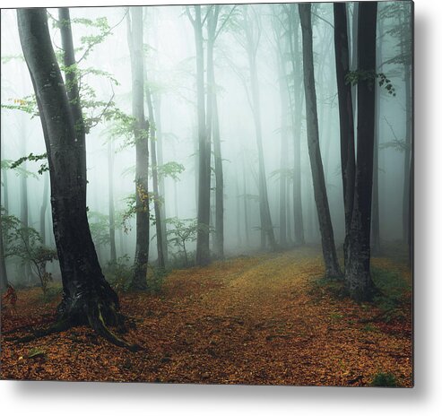  Metal Print featuring the photograph Trail in foggy forest #4 by Toma Bonciu