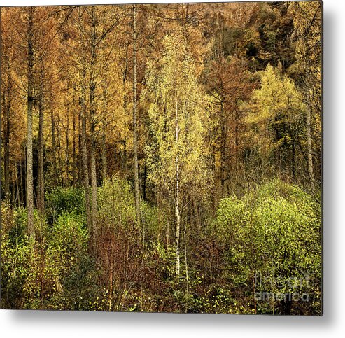 50 Shades Gold Golden Autumn Wonderland Fall Smart Uk Woodland Woods Forest Trees Foliage Leaves Beautiful Birch Crown Beauty Landscape Rich Colors Yellow Delightful Magnificent Mindfulness Serenity Inspirational Serene Tranquil Tranquillity Magic Charming Atmospheric Aesthetic Attractive Picturesque Scenery Glorious Impressionistic Impressive Pleasing Stimulating Magical Vivid Trunks Effective Green Bushes Delicate Gentle Joy Enjoyable Relaxing Pretty Uplifting Poetic Orange Red Fantastic Tale Metal Print featuring the photograph Fifty Shades Of Gold by Tatiana Bogracheva