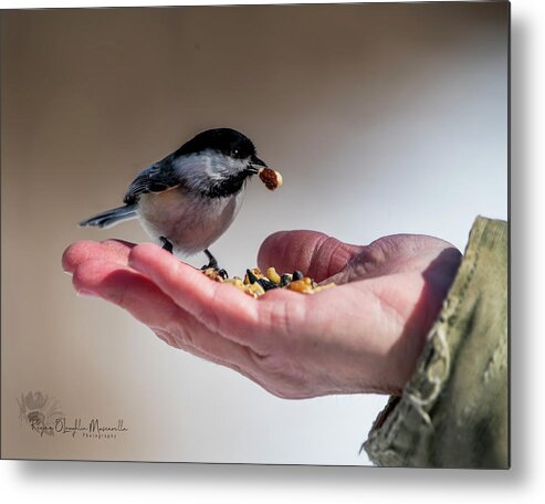 Bird Metal Print featuring the photograph A Bird in the Hand by Regina Muscarella