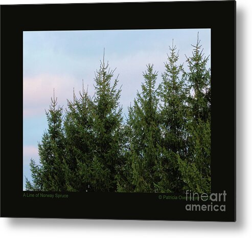 Tree Metal Print featuring the photograph A Line of Norway Spruce by Patricia Overmoyer