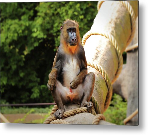 Mandrill Metal Print featuring the photograph Mandrillus sphinx sitting on the trunk by Vaclav Sonnek