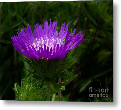 Aster Metal Print featuring the photograph A Purple Aster at Maryland's Brookside Gardens by L Bosco