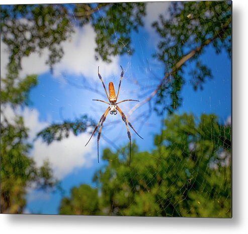 Spider Metal Print featuring the photograph A Spider in the Jungle by Mark Andrew Thomas