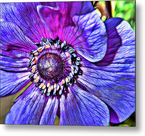 Plant Metal Print featuring the photograph Abstract Purple Anemone by Her Arts Desire
