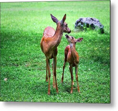 Fawn Metal Print featuring the photograph Adoring Fawn by Laura Vilandre