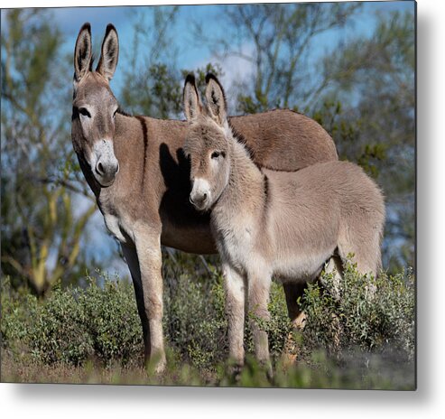 Wild Burros Metal Print featuring the photograph Always watching by Mary Hone
