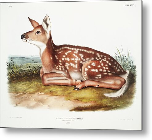 John Woodhouse Audubon Metal Print featuring the mixed media American Deer by World Art Collective