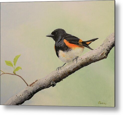Warbler Metal Print featuring the painting American Redstart by Charles Owens