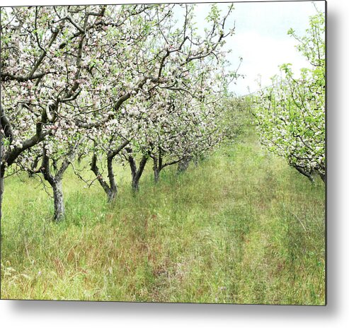 Orchard Metal Print featuring the photograph Apple Orchard by Lupen Grainne