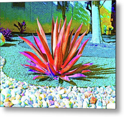 Agave Metal Print featuring the photograph Artistic Agave Plant by Andrew Lawrence