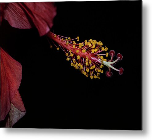 Hibiscus Metal Print featuring the photograph At Dusk by M Kathleen Warren