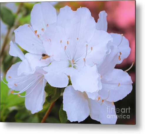 White Metal Print featuring the photograph Azaleas by Diana Mary Sharpton