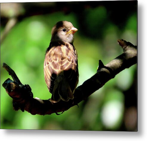 Birds Metal Print featuring the photograph Baby House Sparrow in the Shadows by Linda Stern