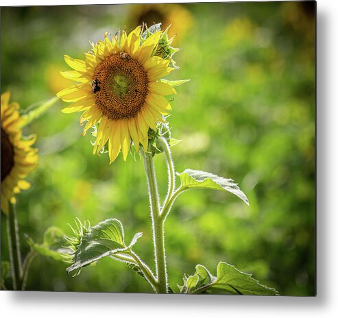 Bees Metal Print featuring the photograph Bad Hair Day Sunflower by Randy Bayne
