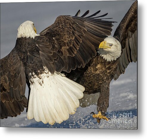 Bald Eagle Metal Print featuring the photograph Bald Eagle tussle by Rudy Viereckl Bald Eagle Metal Print featuring the photograph Bald Eagle tussle by Rudy Viereckl