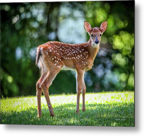 Deer Metal Print featuring the photograph Bambi by Dale R Carlson