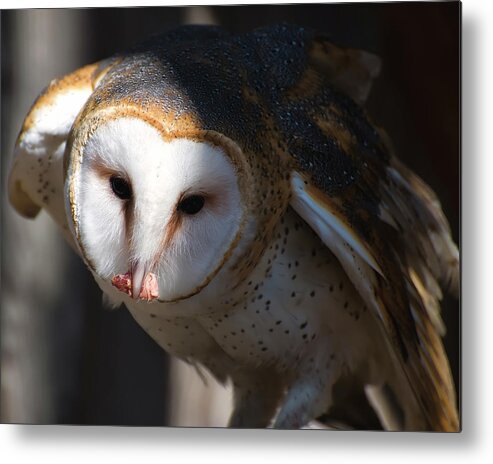 Barn Owl Metal Print featuring the photograph Barn Owl Eating 2 by Flees Photos
