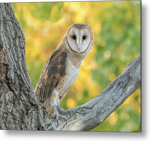 Owls Metal Print featuring the photograph Barn Owl in Yellow Leaves by Dawn Key