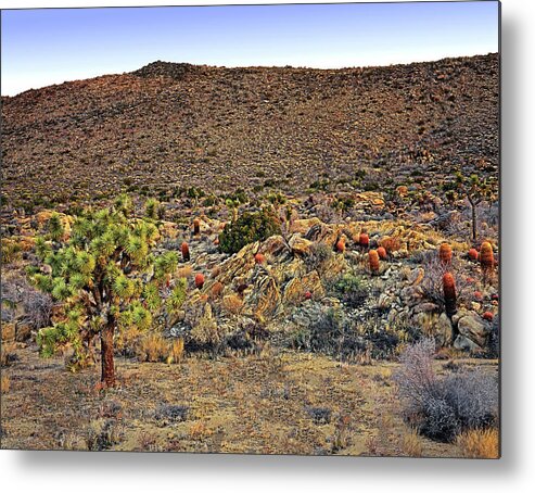 Desert Metal Print featuring the photograph Barrel Cactus Hill by Paul Breitkreuz