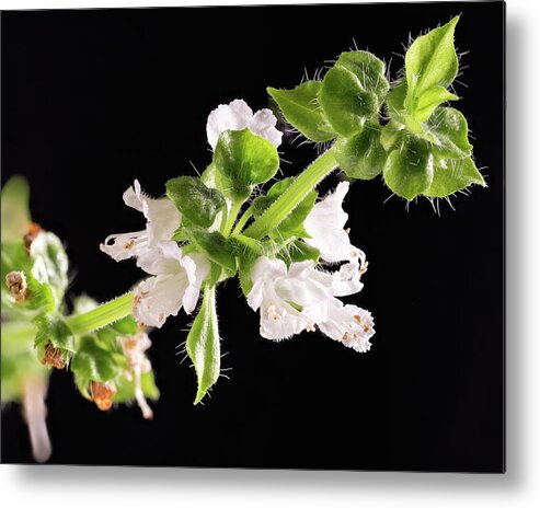 Macro Metal Print featuring the photograph Basil Bloom by Steven Nelson