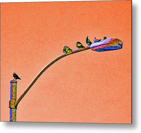 Birds Metal Print featuring the photograph Birds on a Light Pole by Andrew Lawrence