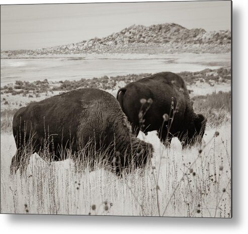 Antalope Island Metal Print featuring the photograph Bison on Antelope Island by Al Griffin