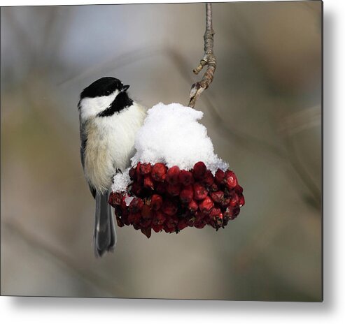 Black Capped Chickadee Metal Print featuring the photograph Black Capped Chickadee by John Rowe