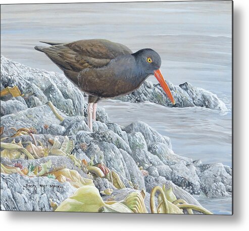 Black Oystercatcher Metal Print featuring the painting Black Oystercatcher by Barry Kent MacKay