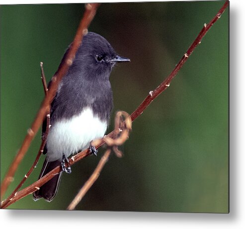 Black Phoebe Metal Print featuring the photograph Black-Phoebe 8551-101221-2 by Tam Ryan