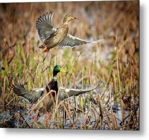 Waterfowl Metal Print featuring the photograph Blast Off by Jim E Johnson
