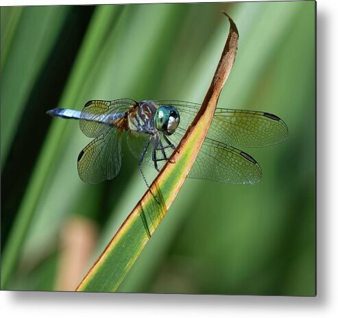 Dragonfly Metal Print featuring the photograph Blue Dasher Dragonfly on Blade by Flinn Hackett
