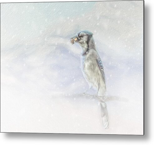 Blue Jay Metal Print featuring the photograph Blue Jay With Acorn in Snow by Marjorie Whitley