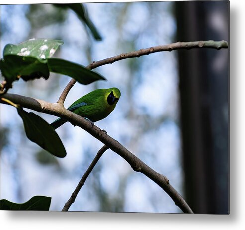 Pictures Of Birds Metal Print featuring the photograph Blue winged leaf bird by Flees Photos
