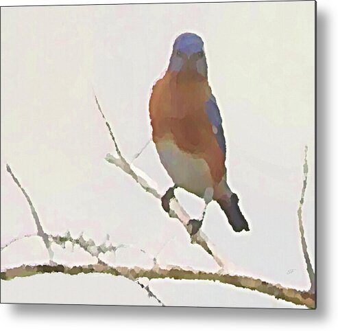 Eastern Bluebird Metal Print featuring the mixed media Bluebird Stare, Eastern Bluebird on a Winter Tree Branch  by Shelli Fitzpatrick