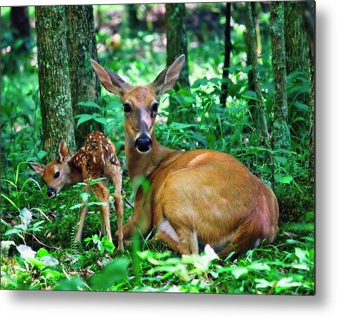Fawn Metal Print featuring the photograph Brand Spanking New Baby Fawn by Laura Vilandre
