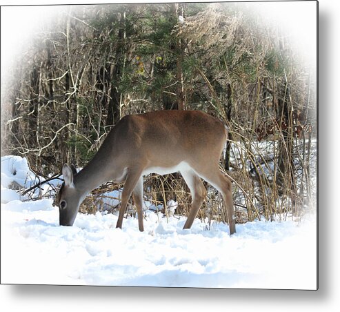 Deer Snow Landscape Wma Metal Print featuring the photograph Buck Shoals Dec2017 by Jerry Battle