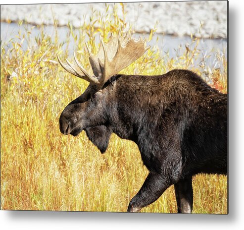 Bull Moose Metal Print featuring the photograph Bull Moose Heading Along Gros Ventre River by Belinda Greb