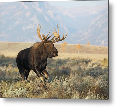 Bull Metal Print featuring the photograph Bull Moose in Action by Jean Clark