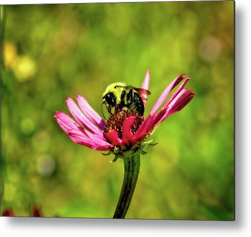 Bumblebee Metal Print featuring the photograph Bumblebee With Tennessee Coneflower by Laura Vilandre
