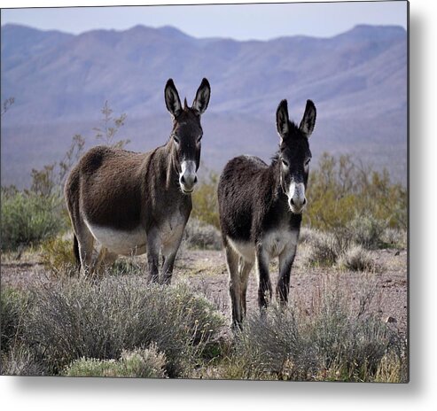 Burros Metal Print featuring the photograph Dos Amigos by Brett Harvey