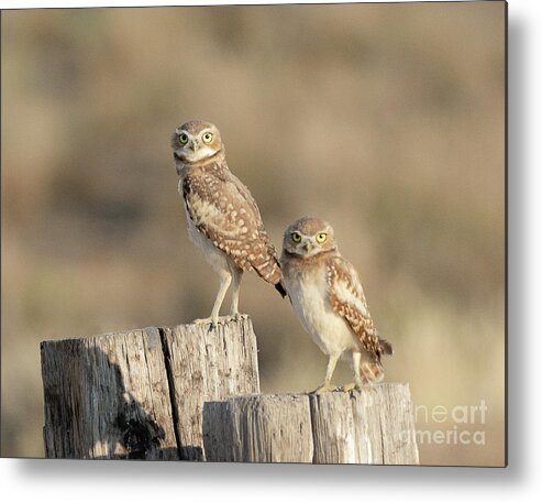 Bird Metal Print featuring the photograph Burrowing Owls in Northern Utah by Dennis Hammer